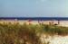 beach_grass_2