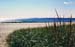 beach_grass_3