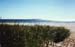 beach_grass_4